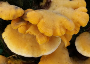 Gelbe Pilz-Schlange