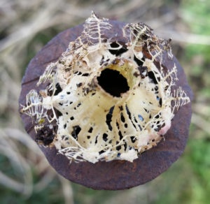 Filigranes weißes rundes Pflanzengerippe mit Metallrand 