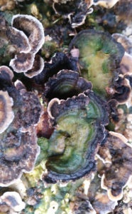 grünblauer Pilz in Ohrenform